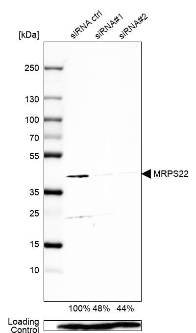 MRPS22 Antibody - BSA Free Western Blot: MRPS22 Antibody - BSA Free [NBP1-86787]