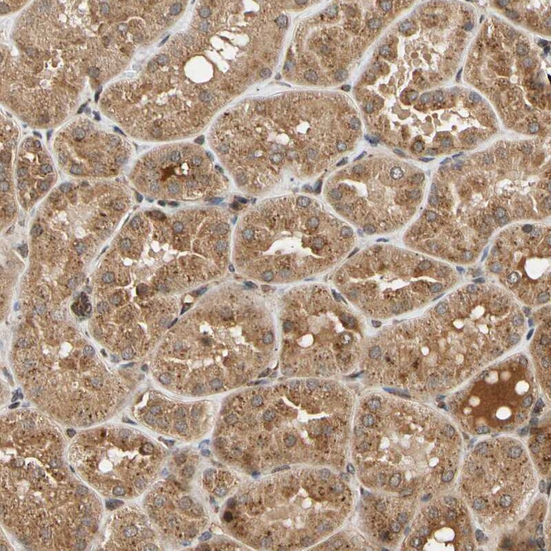 MRPS22 Antibody - BSA Free Immunohistochemistry-Paraffin: MRPS22 Antibody - BSA Free [NBP1-86788]