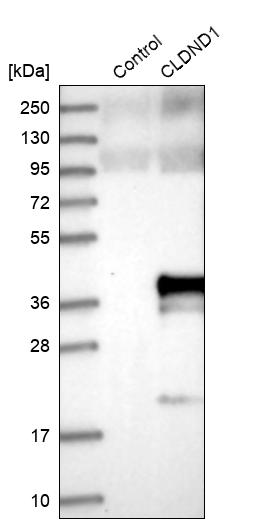 CLDND1 Antibody - BSA Free Western Blot: CLDND1 Antibody - BSA Free [NBP1-86790]