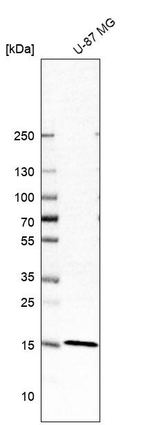 FAM162A Antibody - BSA Free Western Blot: FAM162A Antibody - BSA Free [NBP1-86792]