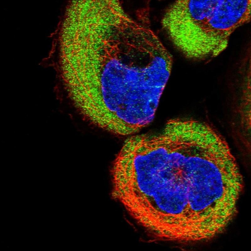TUSC2 Antibody - BSA Free Immunocytochemistry/ Immunofluorescence: TUSC2 Antibody [NBP1-86794]