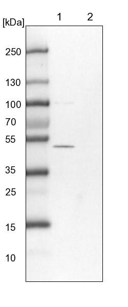 ERLEC1 Antibody - BSA Free Western Blot: ERLEC1 Antibody - BSA Free [NBP1-86802]
