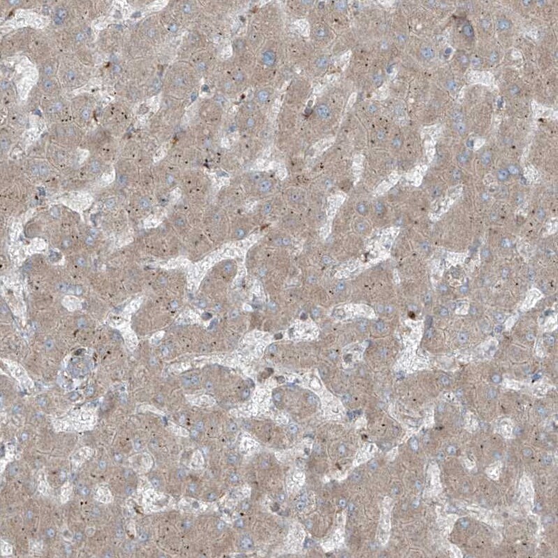 ERLEC1 Antibody - BSA Free Immunohistochemistry-Paraffin: ERLEC1 Antibody - BSA Free [NBP1-86802]