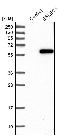 ERLEC1 Antibody - BSA Free Western Blot: ERLEC1 Antibody - BSA Free [NBP1-86803]