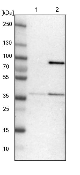 MRPL39 Antibody - BSA Free Western Blot: MRPL39 Antibody - BSA Free [NBP1-86815]