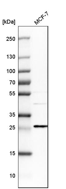 EMP2 Antibody - BSA Free Western Blot: EMP2 Antibody - BSA Free [NBP1-86847]