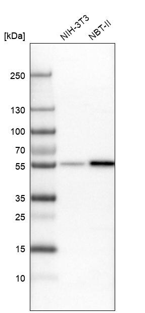 WIRE Antibody - BSA Free Western Blot: WIRE Antibody - BSA Free [NBP1-86856]