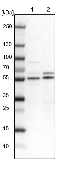 WIRE Antibody - BSA Free Western Blot: WIRE Antibody - BSA Free [NBP1-86858]