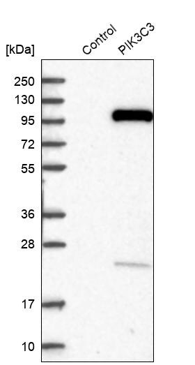 VPS34 Antibody - BSA Free Western Blot: VPS34 Antibody - BSA Free [NBP1-86862]