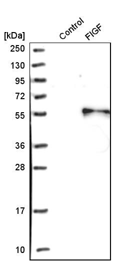 VEGF-D Antibody - BSA Free Western Blot: VEGF-D Antibody - BSA Free [NBP1-86865]