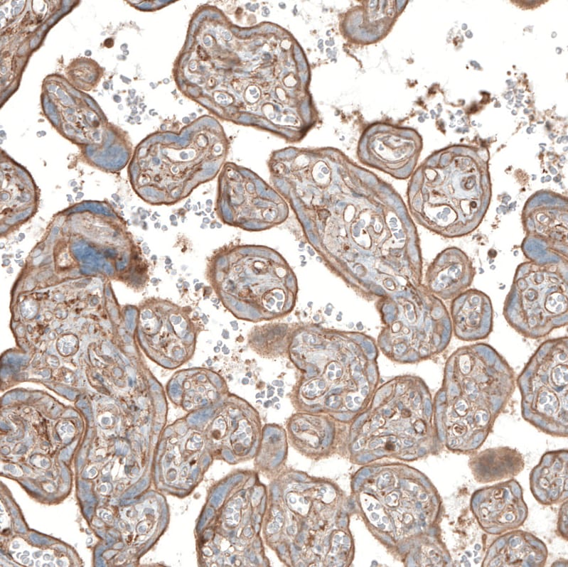 Neuropilin-2 Antibody - BSA Free Immunohistochemistry: Neuropilin-2 Antibody - BSA Free [NBP1-86866]