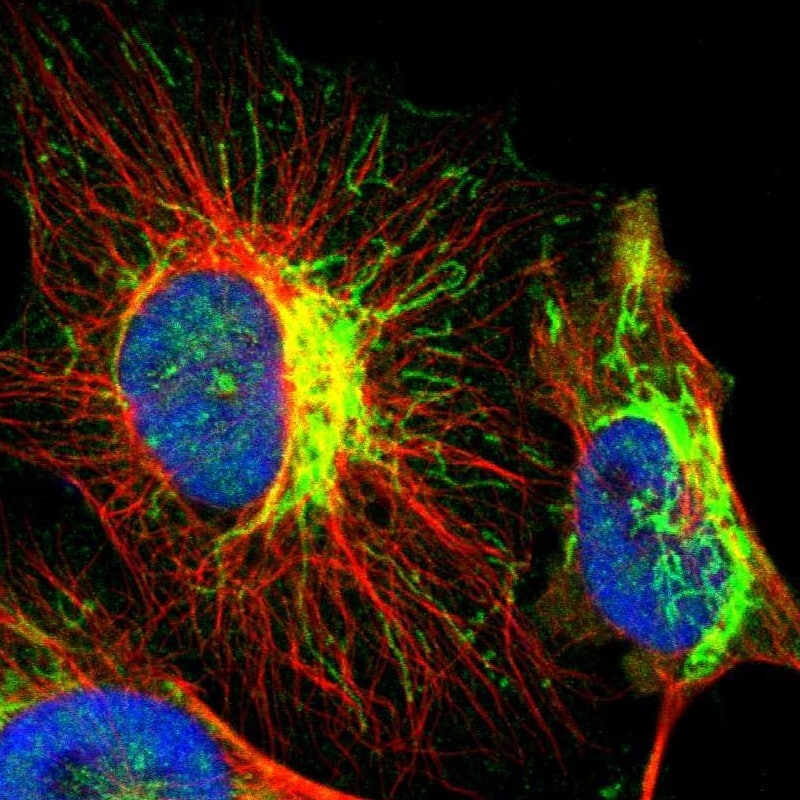 CYC1 Antibody - BSA Free Immunocytochemistry/ Immunofluorescence: CYC1 Antibody [NBP1-86872]