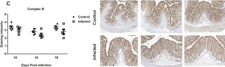 CYC1 Antibody - BSA Free
