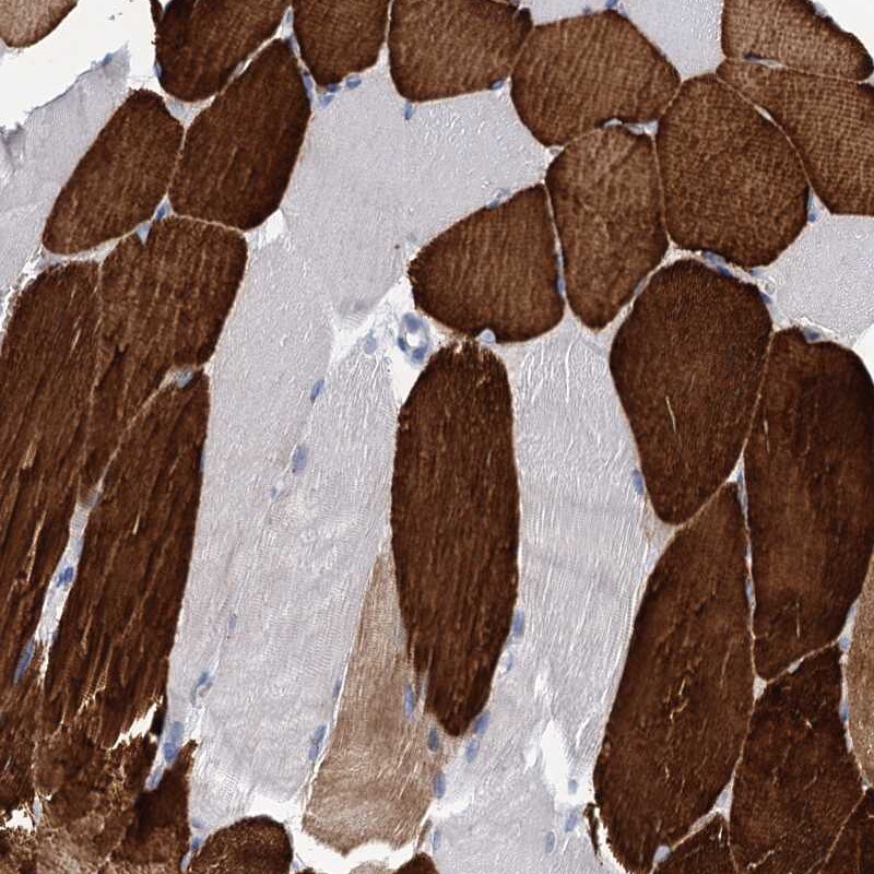 OLFML1 Antibody - BSA Free Immunohistochemistry-Paraffin: OLFML1 Antibody [NBP1-86875]