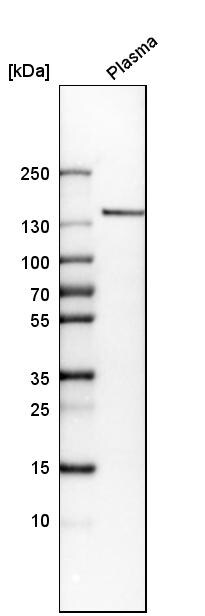 COL14A1 Antibody - BSA Free Western Blot: COL14A1 Antibody - BSA Free [NBP1-86877]