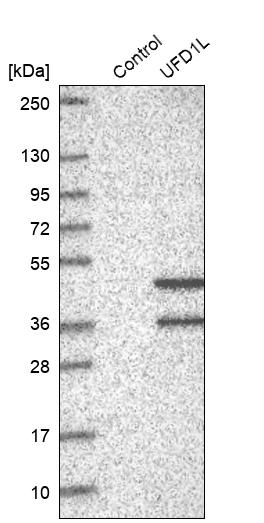 UFD1L Antibody - BSA Free Western Blot: UFD1L Antibody - BSA Free [NBP1-86879]