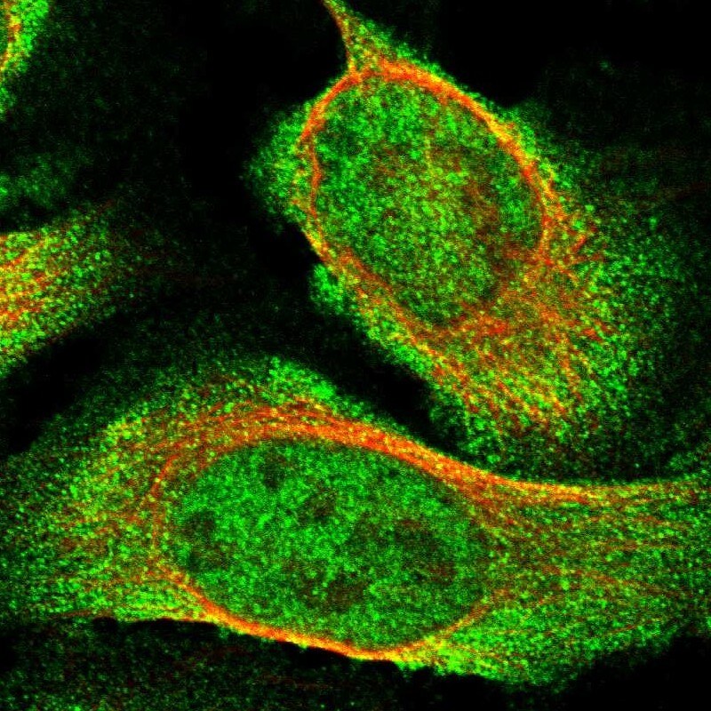 USP16 Antibody - BSA Free Immunocytochemistry/ Immunofluorescence: USP16 Antibody [NBP1-86881]