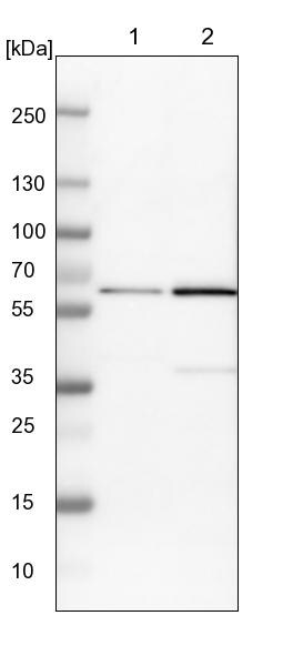 YARS Antibody - BSA Free Western Blot: YARS Antibody - BSA Free [NBP1-86889]