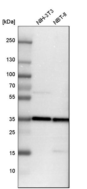 TXNL1 Antibody - BSA Free Western Blot: TXNL1 Antibody - BSA Free [NBP1-86899]