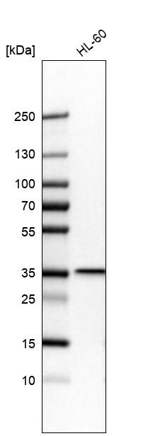 TXNL1 Antibody - BSA Free Western Blot: TXNL1 Antibody - BSA Free [NBP1-86899]