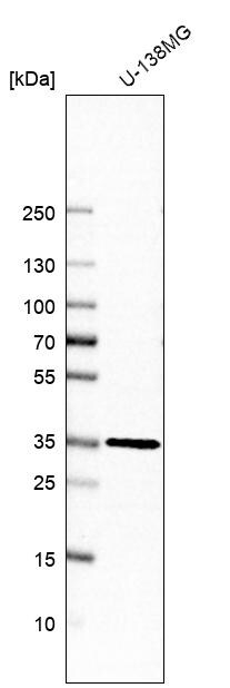 TXNL1 Antibody - BSA Free Western Blot: TXNL1 Antibody - BSA Free [NBP1-86900]