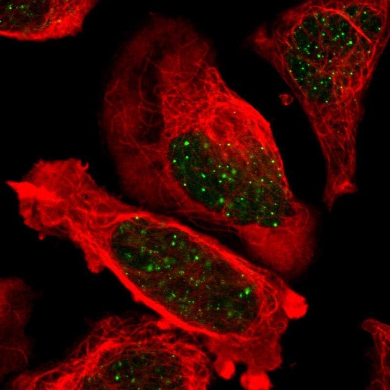 TRF-2 Antibody - BSA Free Immunocytochemistry/ Immunofluorescence: TRF-2 Antibody [NBP1-86911]