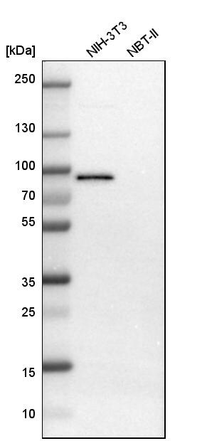 TRAF-2 Antibody - BSA Free Western Blot: TRAF-2 Antibody - BSA Free [NBP1-86913]