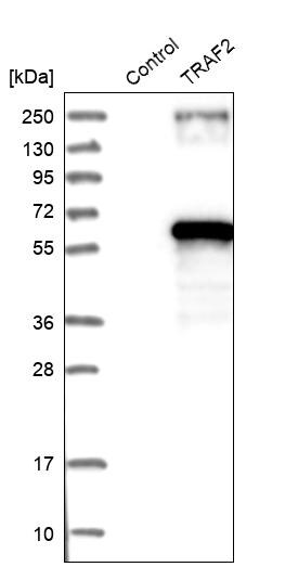 TRAF-2 Antibody - BSA Free Western Blot: TRAF-2 Antibody - BSA Free [NBP1-86914]