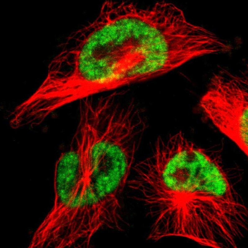 THRAP3 Antibody - BSA Free Immunocytochemistry/ Immunofluorescence: THRAP3 Antibody [NBP1-86915]