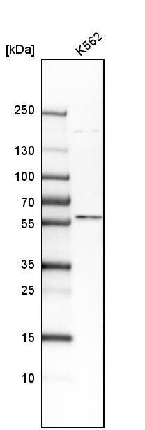 TXNRD2 Antibody - BSA Free Western Blot: TXNRD2 Antibody - BSA Free [NBP1-86919]