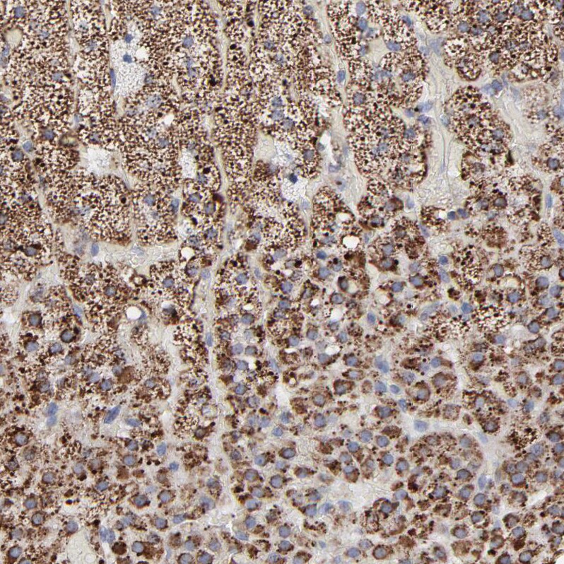 TXNRD2 Antibody - BSA Free Immunohistochemistry-Paraffin: TXNRD2 Antibody - BSA Free [NBP1-86919]