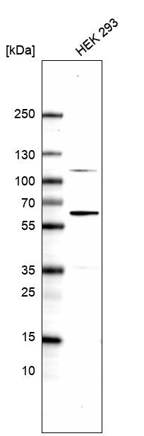 DNAJC7 Antibody - BSA Free Western Blot: DNAJC7 Antibody - BSA Free [NBP1-86920]