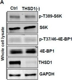 THSD1 Antibody - BSA Free