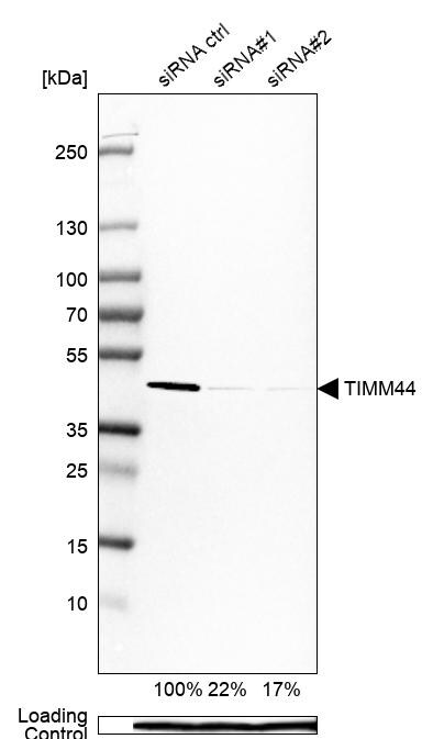 TIMM44 Antibody - BSA Free Western Blot: TIMM44 Antibody - BSA Free [NBP1-86941]
