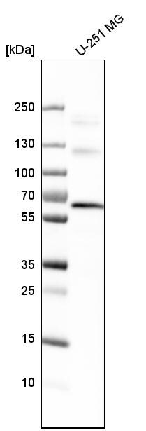 USP14 Antibody - BSA Free Western Blot: USP14 Antibody - BSA Free [NBP1-86946]