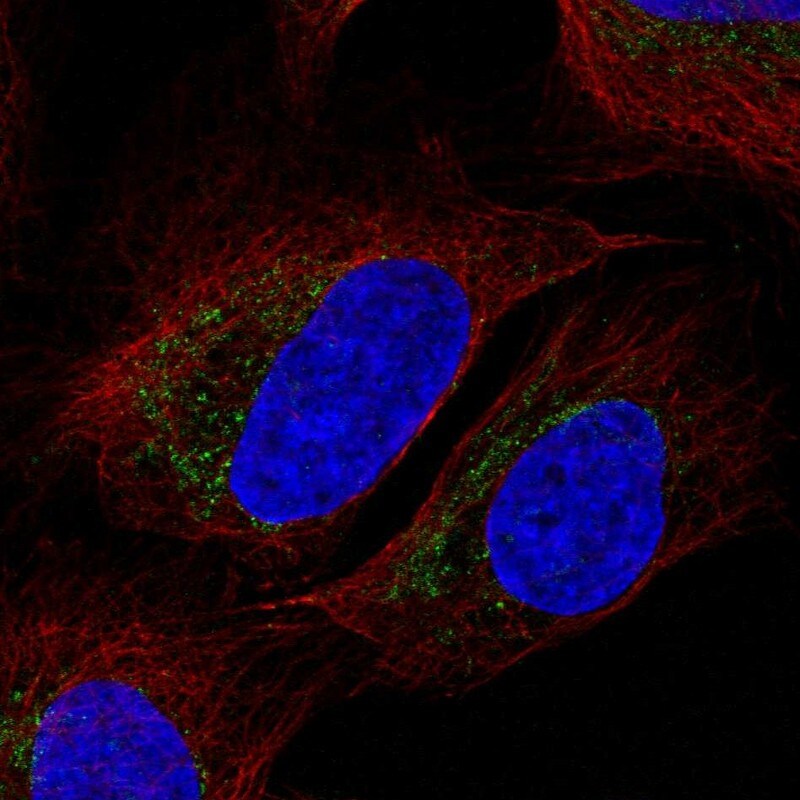 mtTFA Antibody - BSA Free Immunocytochemistry/ Immunofluorescence: mtTFA Antibody [NBP1-86959]