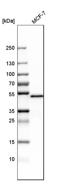 PSMC3 Antibody - BSA Free Western Blot: PSMC3 Antibody - BSA Free [NBP1-86962]