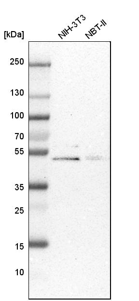PSMC3 Antibody - BSA Free Western Blot: PSMC3 Antibody - BSA Free [NBP1-86962]