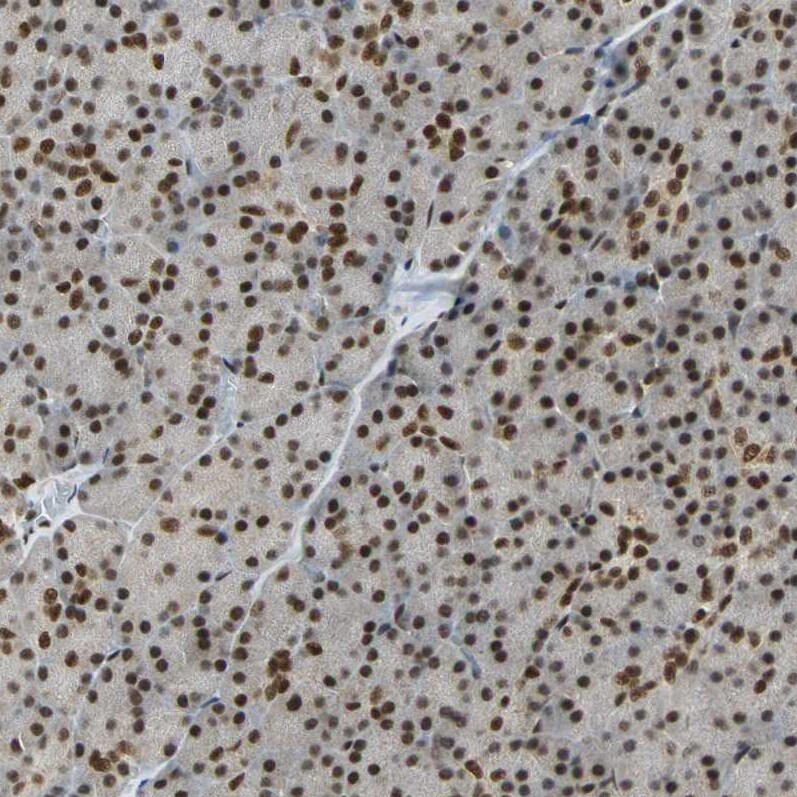 TAF5 Antibody - BSA Free Immunohistochemistry-Paraffin: TAF5 Antibody - BSA Free [NBP1-86970]
