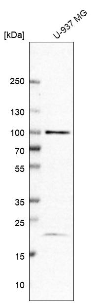 TAF5 Antibody - BSA Free Western Blot: TAF5 Antibody - BSA Free [NBP1-86971]