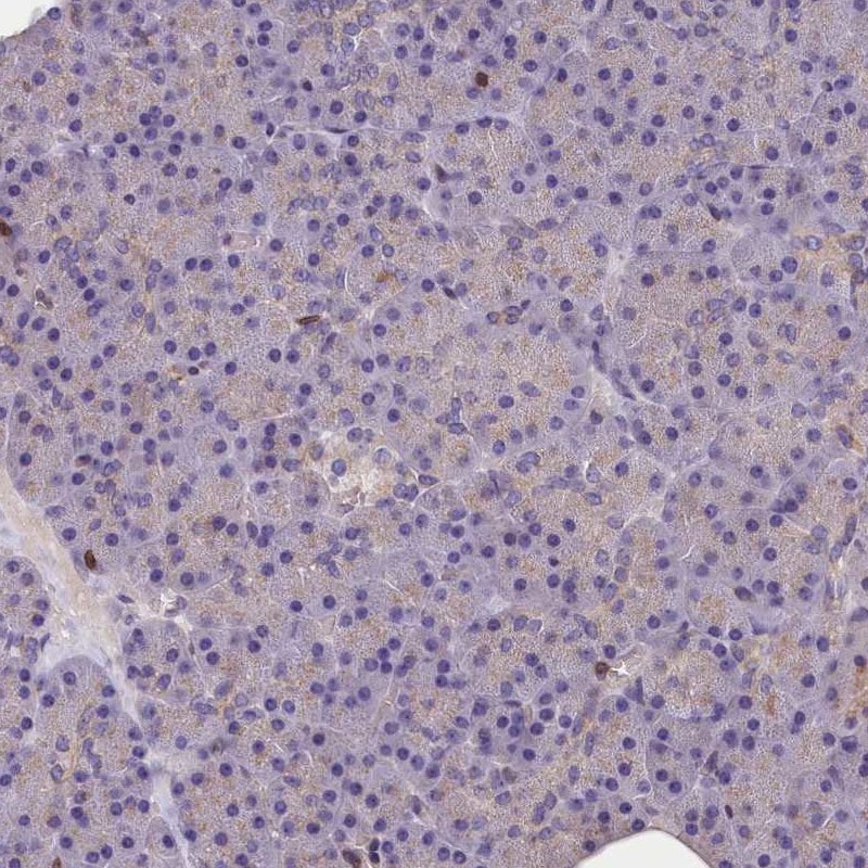 TRAF3IP3 Antibody - BSA Free Immunohistochemistry-Paraffin: TRAF3IP3 Antibody [NBP1-86974]
