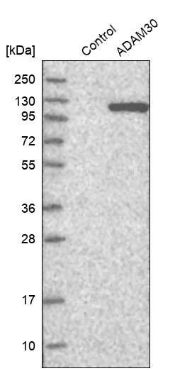 ADAM30 Antibody - BSA Free Western Blot: ADAM30 Antibody - BSA Free [NBP1-86980]