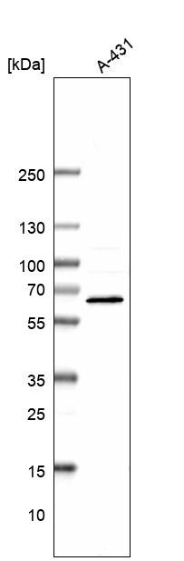 RIOK3 Antibody - BSA Free Western Blot: RIOK3 Antibody - BSA Free [NBP1-86982]