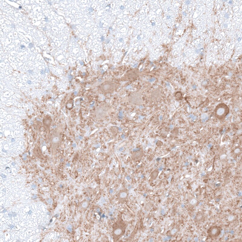 Glycine Receptor Alpha 1 Antibody - BSA Free Immunohistochemistry-Paraffin: Glycine Receptor Alpha 1 Antibody - BSA Free [NBP1-86988]