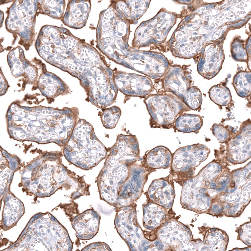 Glycine Receptor Alpha 1 Antibody - BSA Free Immunohistochemistry-Paraffin: Glycine Receptor Alpha 1 Antibody - BSA Free [NBP1-86988]