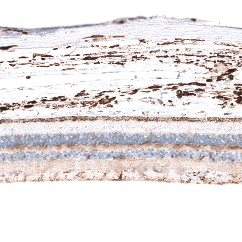 Glycine Receptor Alpha 1 Antibody - BSA Free Immunohistochemistry-Paraffin: Glycine Receptor Alpha 1 Antibody - BSA Free [NBP1-86988]
