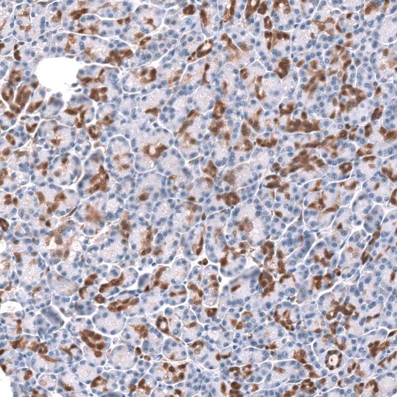 Glycine Receptor Alpha 1 Antibody - BSA Free Immunohistochemistry-Paraffin: Glycine Receptor Alpha 1 Antibody - BSA Free [NBP1-86988]