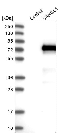 Vang-like Protein 1/VANGL1 Antibody - BSA Free Western Blot: Vang-like Protein 1/VANGL1 Antibody - BSA Free [NBP1-86990]