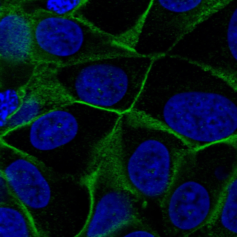 Vang-like Protein 1/VANGL1 Antibody - BSA Free Immunohistochemistry-Paraffin: Vang-like Protein 1/VANGL1 Antibody - BSA Free [NBP1-86990]