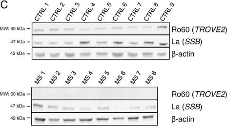 TROVE2 Antibody - BSA Free